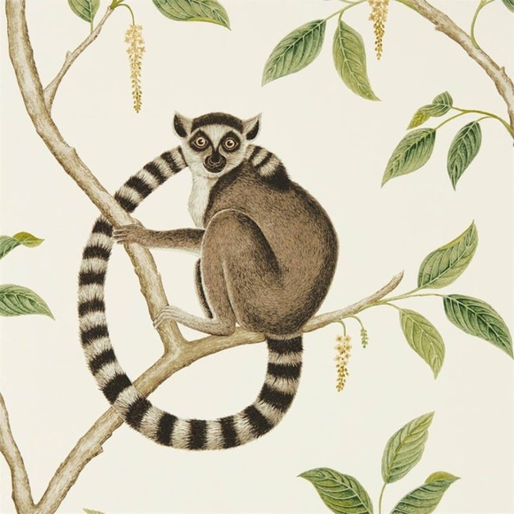2 Rolls of Sanderson Ringtail Lemur Wallpaper - Picture 1 of 6